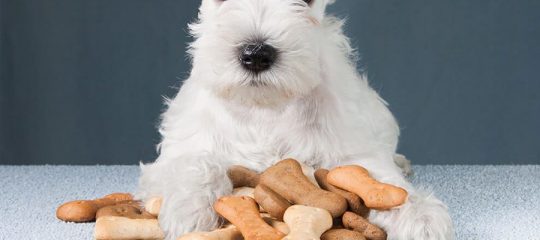 croquettes pour chien