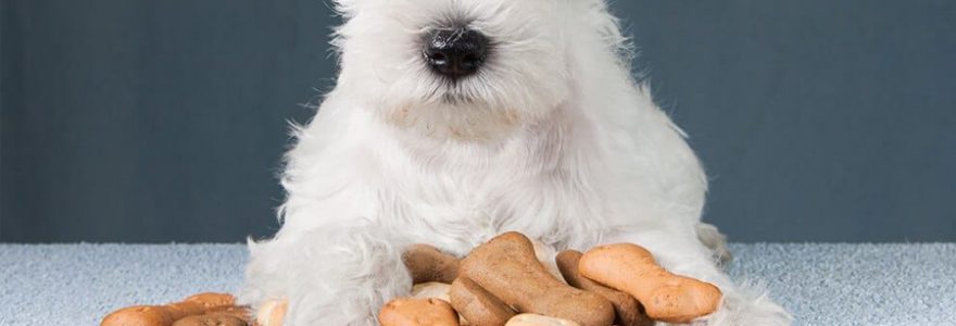 croquettes pour chien